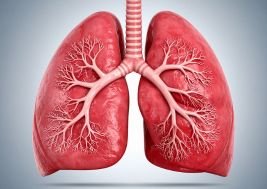 Pulmones